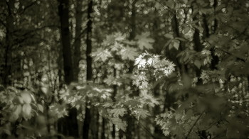 place in the sun / ***