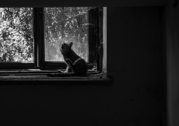 kote / ***