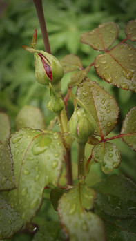 After the rain / ***