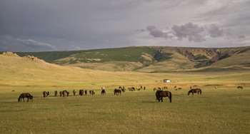 Walking Pferde ... / ***