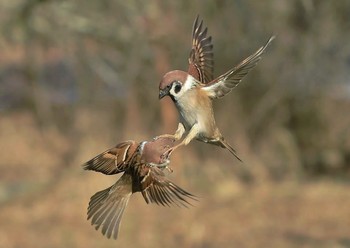 Showdown / ***