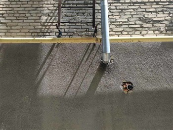  / ***
