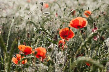 Klatschroter Norden / Klatschmohn im Getreide an der Ostsee