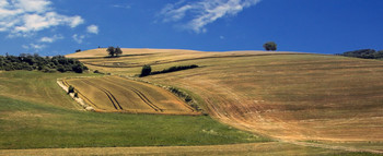 fields / ***