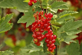 Redcurrant / ***