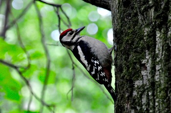 Woodpecker / ***