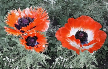 Poppies / ***