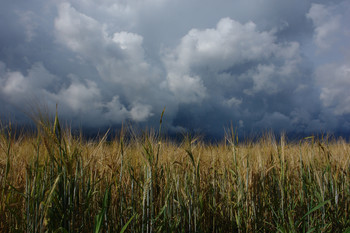 Feld / ***