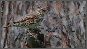 A master of disguise / ***