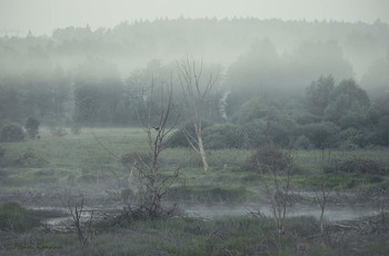 Summer morning / ***