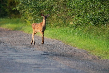Pashkevich68 / Pashkevich68