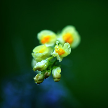 No name / ***