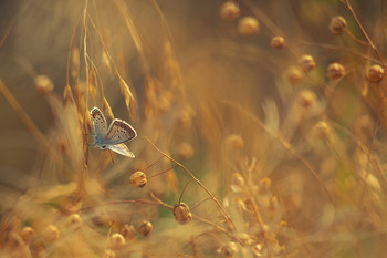 About a butterfly / ***