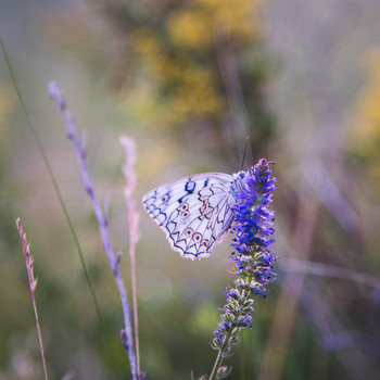 Butterfly / ***