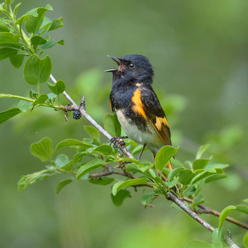 American Redstart / ***