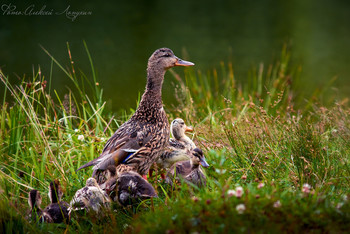 family / ***