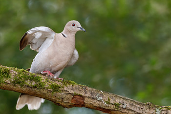  / Hin und wieder sehe ich bei uns eine der hübschen Trauben, die musste ich fotografieren.