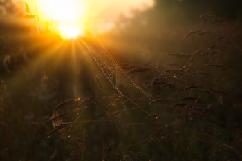 Rays of Dawn / ***