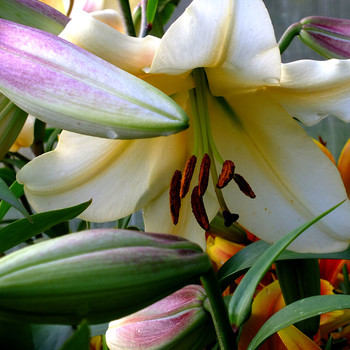 Lilii / ***