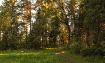 In forest / ***