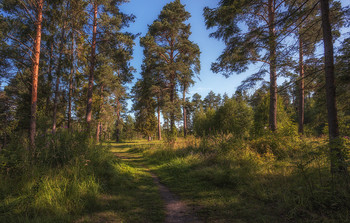 Morning in the forest / ***