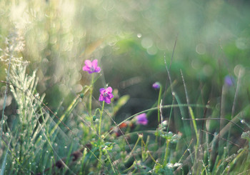 Morning.. / ***