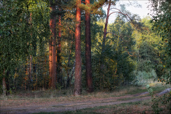 Morning in the forest / ***