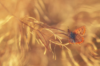 solar wind / ***