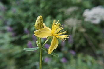 gelb / Serednikivo-manor park, Moscow region, Russia