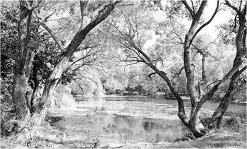 Old pond / ***