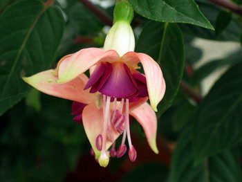 fuchsia / ***
