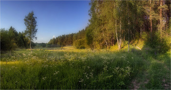 In the forest on the edge / ***