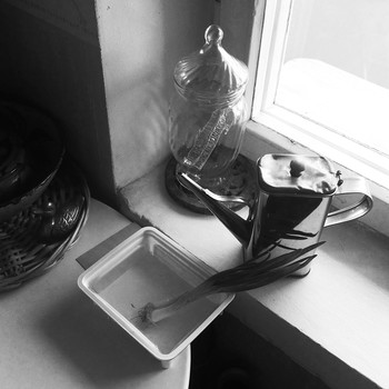 Zwiebel / [img]https://live.staticflickr.com/65535/48453919066_fbd36329fe_o.jpg[/img]