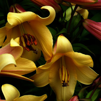 Lilies / ***