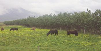 Last summer day / ***