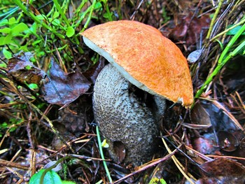 Orange-cap boletus / ***