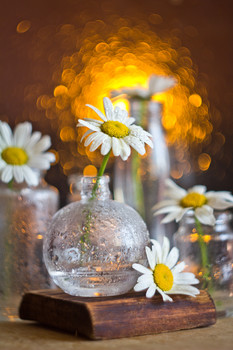 Chamomile mood / ***