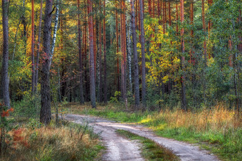 Sunny morning / ***