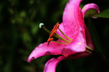 Lilies / ***