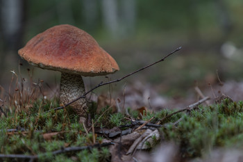 Orange-Schutzkappe Boletus / ***