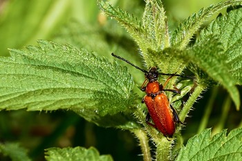 Beetle / ***