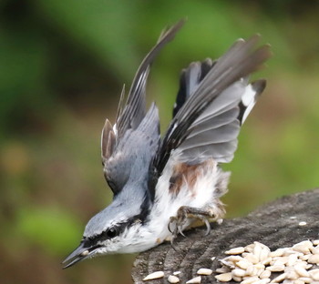 Nuthatch / ***