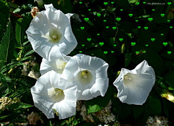 morning-glory / ***