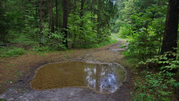  / Ivanovka. Forest Track.