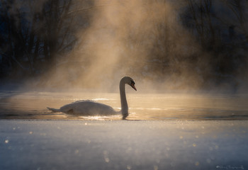 Frosty morning. / ***