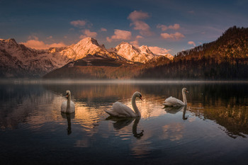 Schwantrio / Schwantrio am Almsee in Oberösterreich