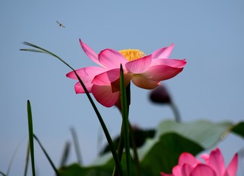 Midge / ***