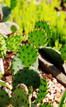 &nbsp; / Cactus