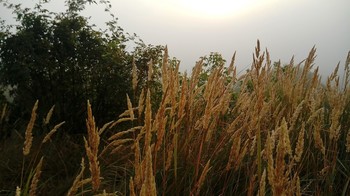 Herbstnebel / ***