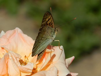 Butterfly / ......